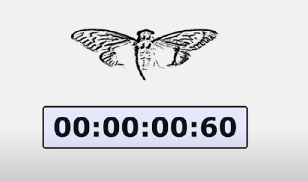 cicada timer